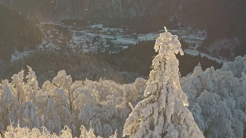 Forest Covered by Snow in Winter Landscape Stock Footage 100823376