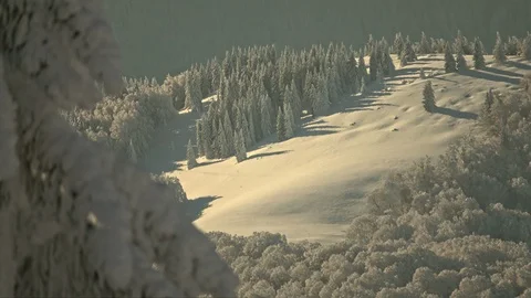 Forest Covered by Snow in Winter Landscape Stock-Footage 100823562