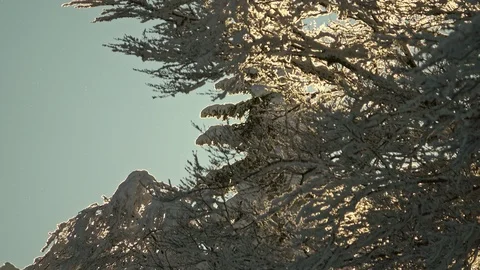 Forest Covered by Snow in Winter Landscape Stock Footage 100823848