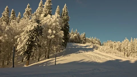 Forest Covered by Snow in Winter Landscape Stock-Footage 100824179