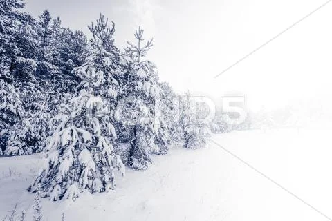 Forest Covered By Snow In Winter Landscape