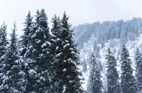 Forest covered with snow in winter in the mountains during snowfall and fog. Stock Photos