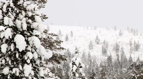 Forest covered with snow in winter in Saariselka, Finland. Stock Footage 61086085