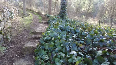 Forest covered with trees and ivy. Earthen stairs inside the park on sunny day. Stock Footage 232431341