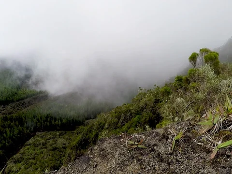 Forest covered with white clouds on the mountain slope Stock Footage 81240340