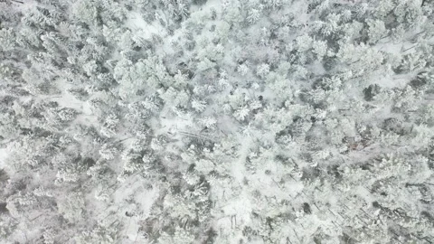 Forest covered in white snow during winter, top down aerial view Stock Footage 168400857