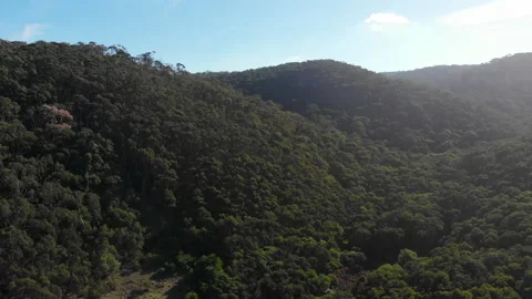 Forest covers the hills Stock Footage 154563166