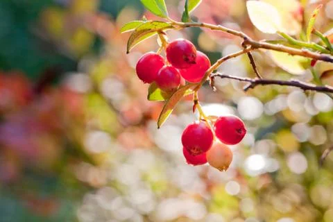 Forest cowberrys on a tuft Stock Photos