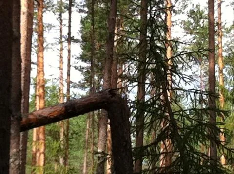 Forest crack Foto stock