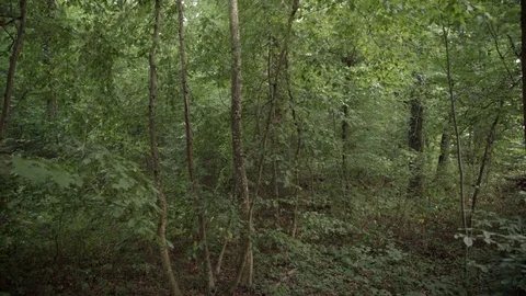 Forest crane shot Stock Footage 77833135