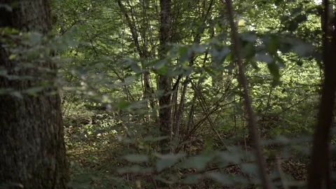 Forest crane shot Video stock 77833300