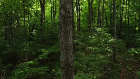Forest Crane Shot Stock Footage 201768964