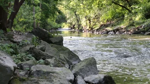 Forest-Creek 1 Stock Footage 90678652