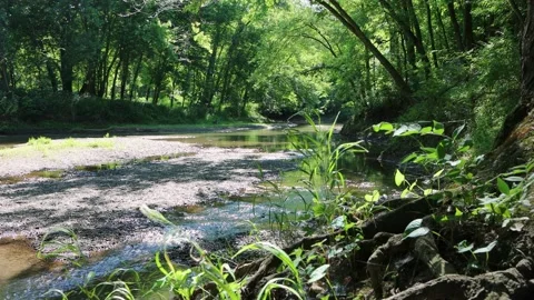 Forest Creek 1 Stock Footage 198746329