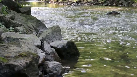 Forest-Creek 2 Stock Footage 90679455