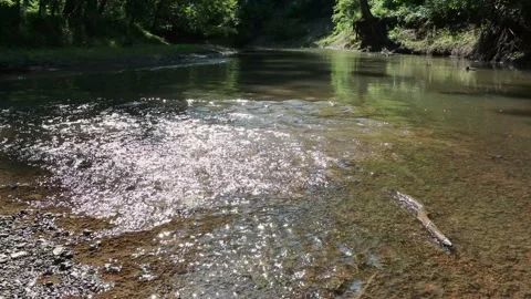 Forest Creek 2 Stock Footage 198747038
