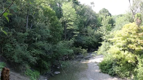 Forest-Creek 3 Stock Footage 90678854