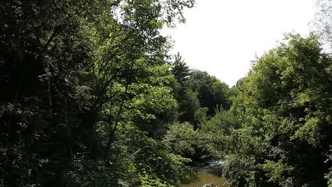 Forest-Creek 4 Video stock 90678760
