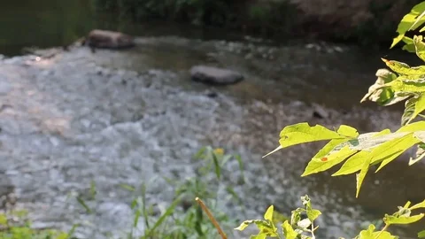 Forest-Creek 5 Stock Footage 90862879