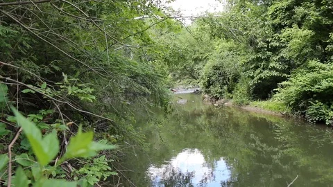 Forest-Creek 6 Stock Footage 90726093