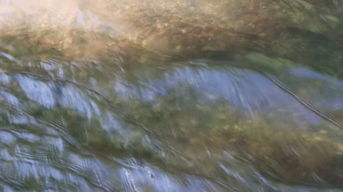 Forest Creek 6 Stock Footage 198747746