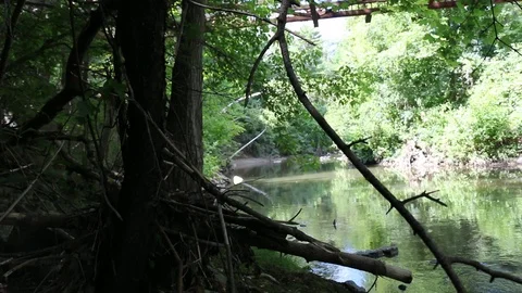 Forest-Creek 7 Stock Footage 90726009