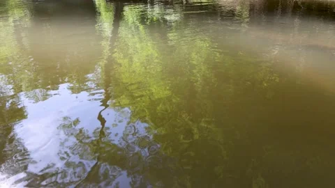 Forest Creek 7 Stock Footage 198747665