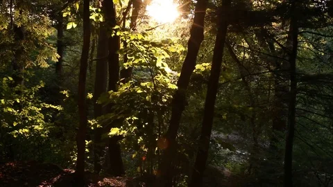 Forest-Creek 8 Stock Footage 90726348