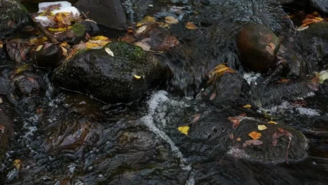 Forest creek in autumn Video stock 323066009