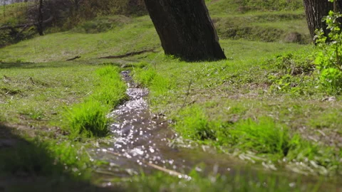 Forest Creek Flows Among the Trees Reflecting Solar Glare in the Spring Forest Stock Footage 158893230