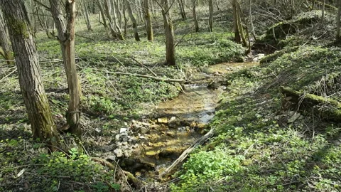 The forest creek flows down Stock Footage 93687819