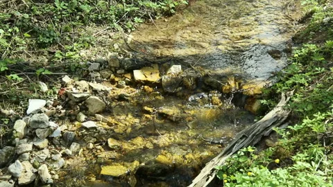 The forest creek flows down Stock Footage 99526256