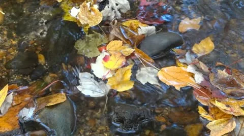 Forest creek Video stock 12371626