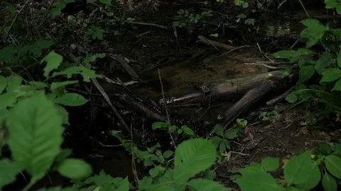 A forest creek Stock Footage 77579955