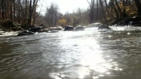 Forest creek Stock Footage 123709573