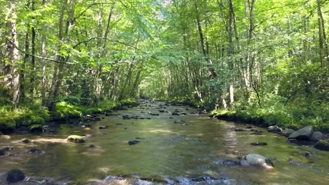 Forest Creek Stock Footage 134499136