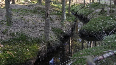 Forest creek Stock Footage 143555129