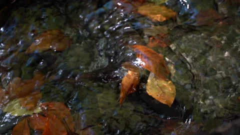 Forest creek Stock Footage 172079013