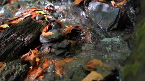 Forest creek Stock Footage 172079023