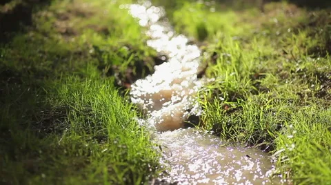 Forest Creek  in a green forest in spring Stock Footage 45206302