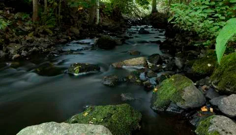 Forest creek Foto stock