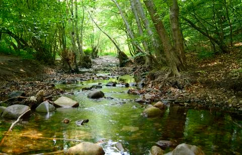 Forest creek Stock Photos