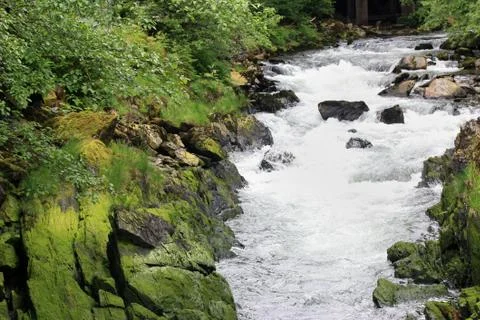 Forest Creek Stock Photos
