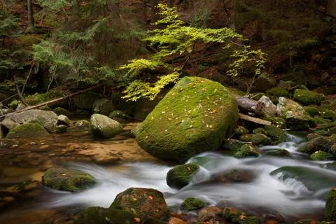 Forest Creek Stock-Fotos