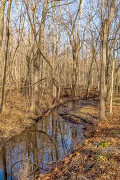 Forest Creek Stock Photos