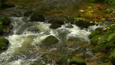 Forest creek rushing over vibrant green moss covered rocks Stock Footage 325518853
