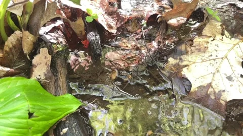 Forest Creek in Slow Motion; with Flowing, Rippling Water over leaves. Stock Footage 239491973