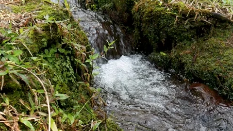 Forest Creek with Small Waterfall and Mossy Banks Vídeo Stock 341789905