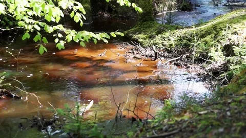 Forest with creek in Thy National Park Stock Footage 94474366