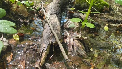 Forest Creek Time-Lapse shows rippling water and swaying plants Stock Footage 239491827